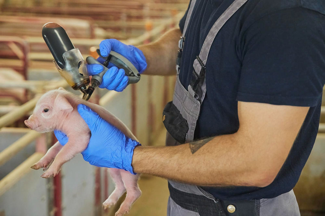 Czym zajmuje się zootechnik? Zakres obowiązków i znaczenie zawodu w nowoczesnym rolnictwie