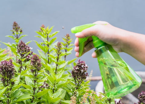 Opryskiwacz ręczny do ekologicznych oprysków – jak go używać bez chemii?