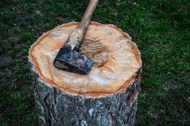 Jaką siekierę wybrać do cięcia korzeni i usuwania pni?