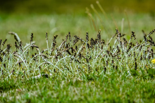 Karczowniki ręczne a mechaniczne – co wybrać do trudnego terenu?