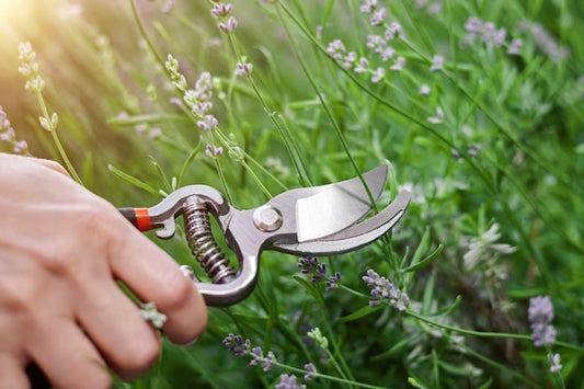 Jak ostrzyć nożyce ogrodowe i dbać o ich sprawność?