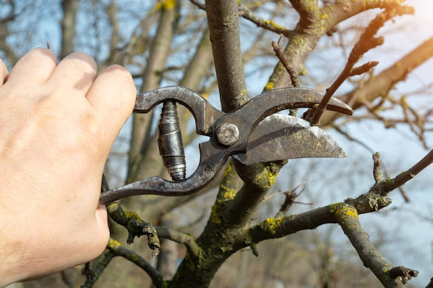Błędy przy cięciu gałęzi – jak ich unikać, by nie zaszkodzić roślinie?
