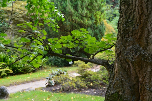 Do czego służy maczeta ogrodowa? Zastosowania i środki ostrożności