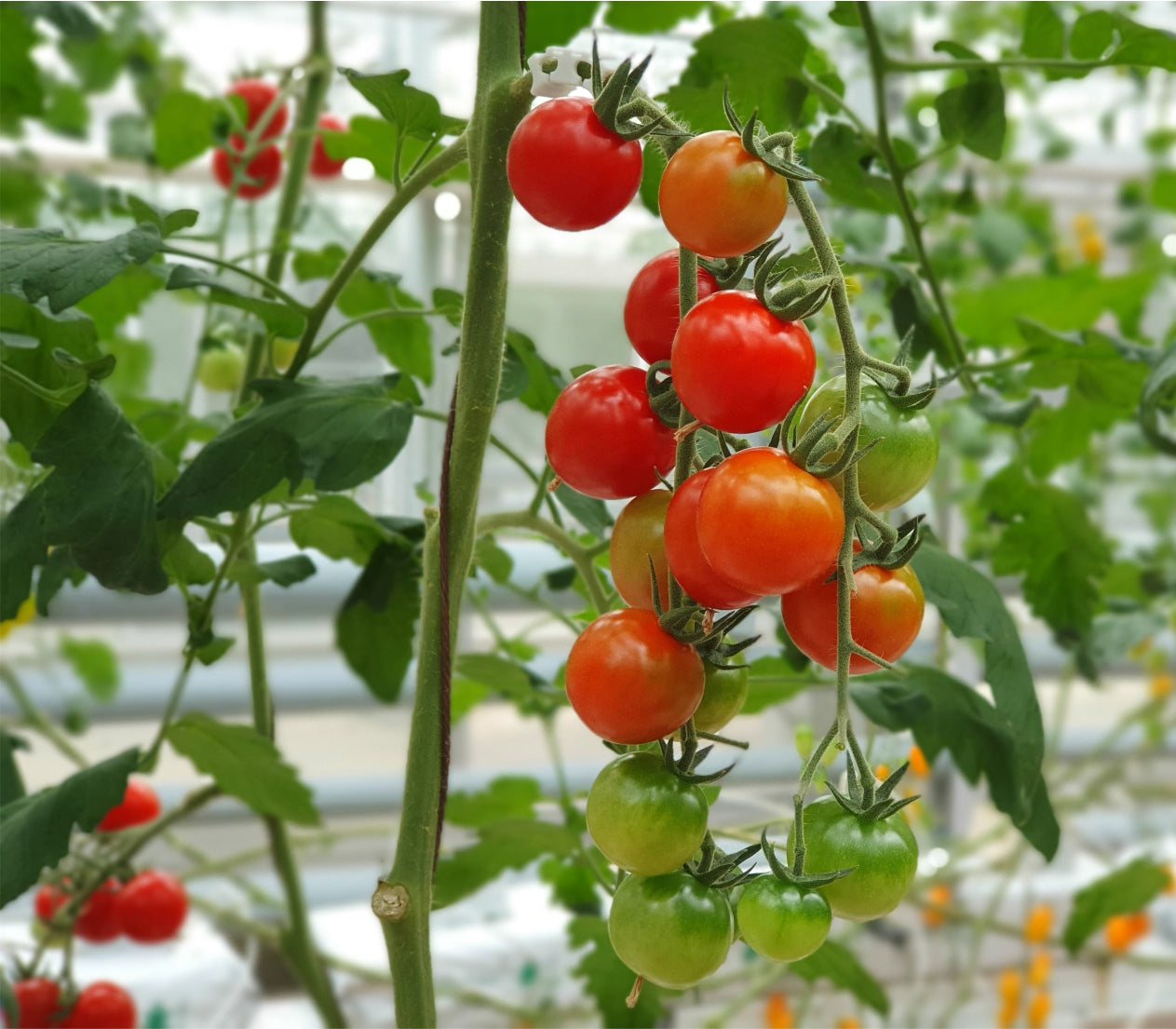 ZIEMIA OKRZEMKOWA DLA ROŚLIN NAWÓZ ŚLIMAKI MRÓWKI MSZYCE DIATOGARDEN 10kg | V50501