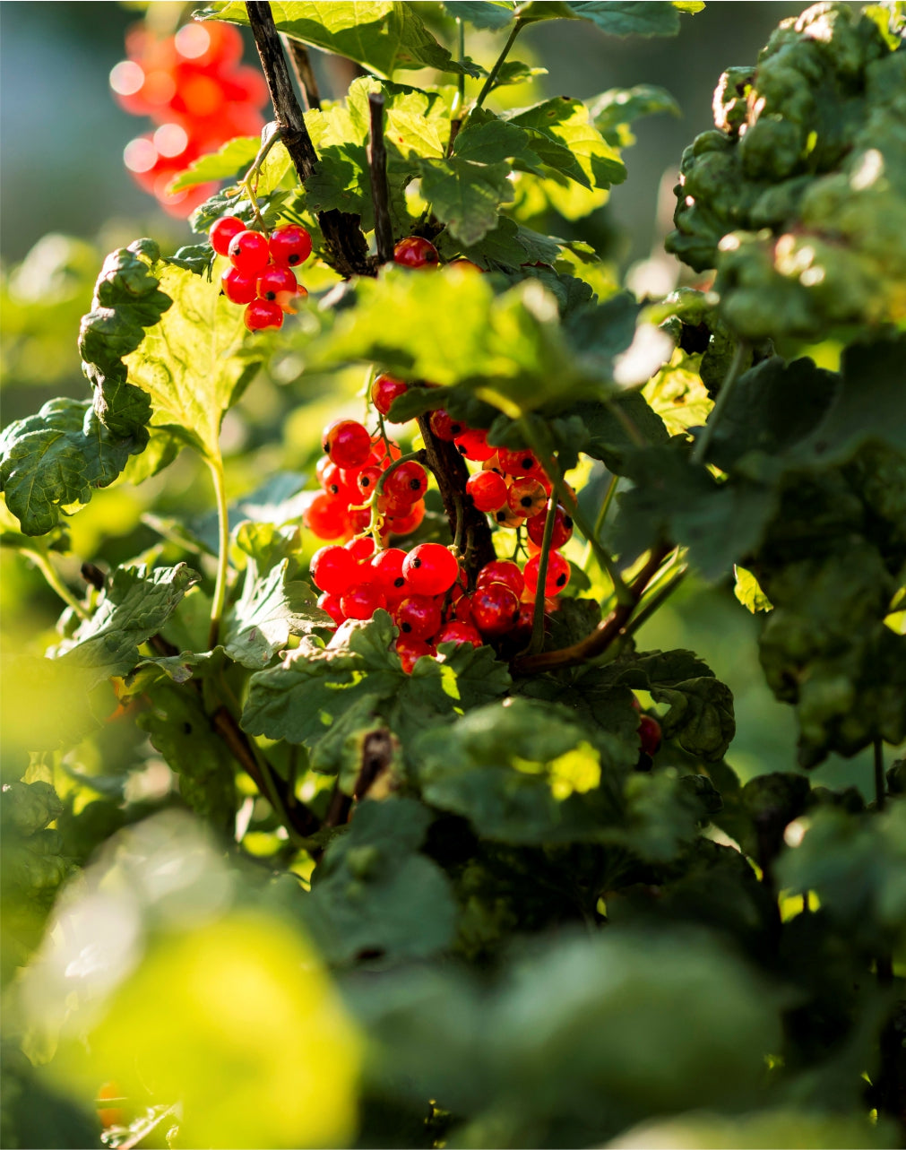 ZIEMIA OKRZEMKOWA DLA ROŚLIN NAWÓZ ŚLIMAKI MRÓWKI MSZYCE DIATOGARDEN 10kg | V50501