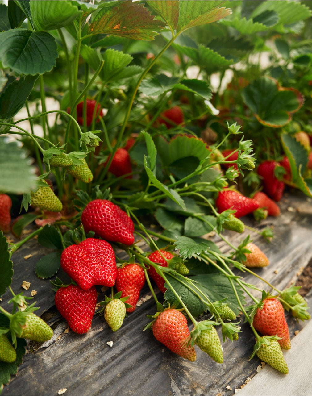 ZIEMIA OKRZEMKOWA DLA ROŚLIN NAWÓZ ŚLIMAKI MRÓWKI MSZYCE DIATOGARDEN 10kg | V50501