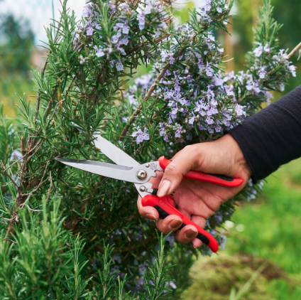 Sekator uniwersalny do gałęzi i krzewów, wytrzymały oraz wielofunkcyjny do ogrodu | 456