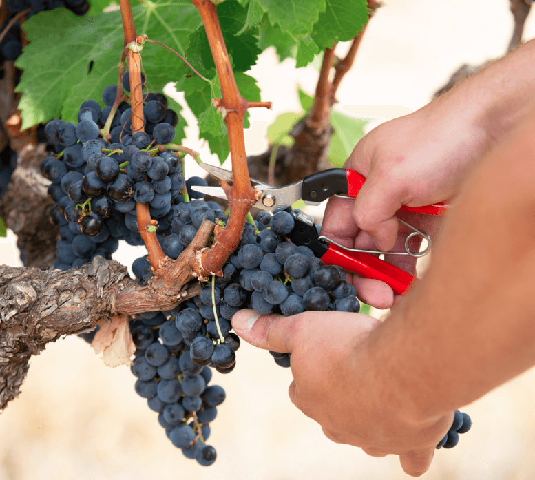 Zestaw prezentowy: sekator i nożyczki do zbioru owoców i roślin | P173